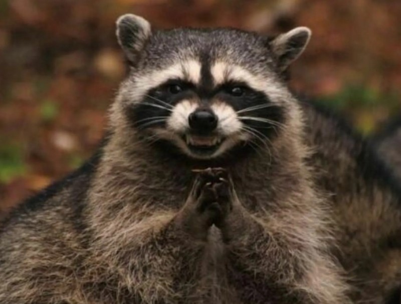 Create meme: evil raccoon a gargle, raccoon gargle , evil raccoon 