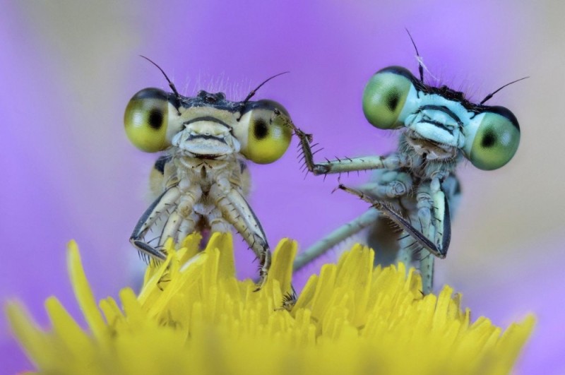 Create meme: funny insects, dragonfly macro photography, cute insects