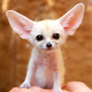 Create meme: fenek Fox, Fox Fennec Fox big ears, animal with big ears