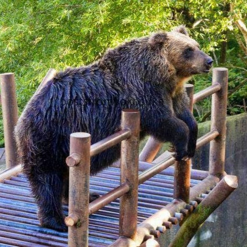 Создать мем: огромный медведь, медведь животное, медведь в тайге