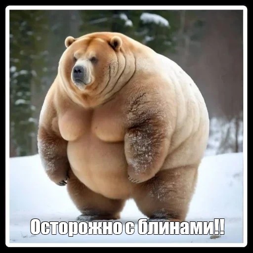 Create meme: the fattest bear, fat animals, fat bear