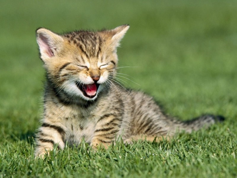 Create meme: smiling cat, the kitten laughs, cute kitten smiles