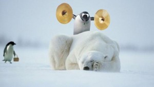 Create meme: penguin, polar bear, good morning penguin