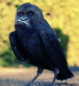 Create meme: apes gorilla, Western gorilla, bird crow