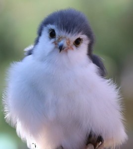 Create meme: bird, cute little birds, pygmy Falcon