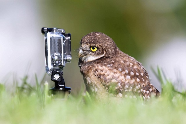 Create meme: owl owl, the owl is cool, animals cute