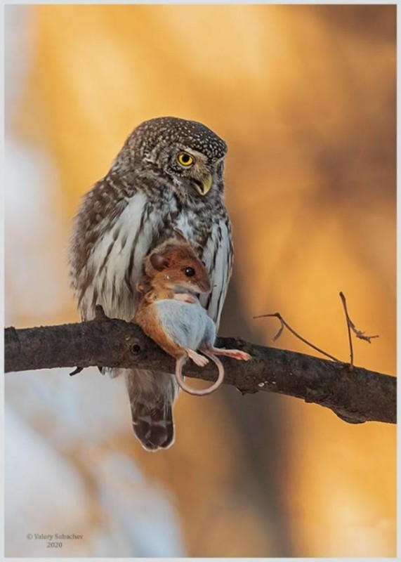 Create meme: pygmy owl , passerine sychik, owls