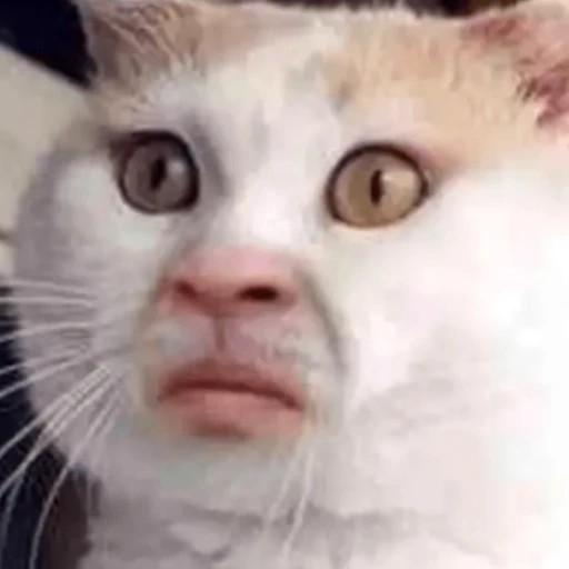 Create meme: cat with teeth meme, a cat with a human face meme, cat 