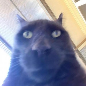 Create meme: srty cat, people, funny cats