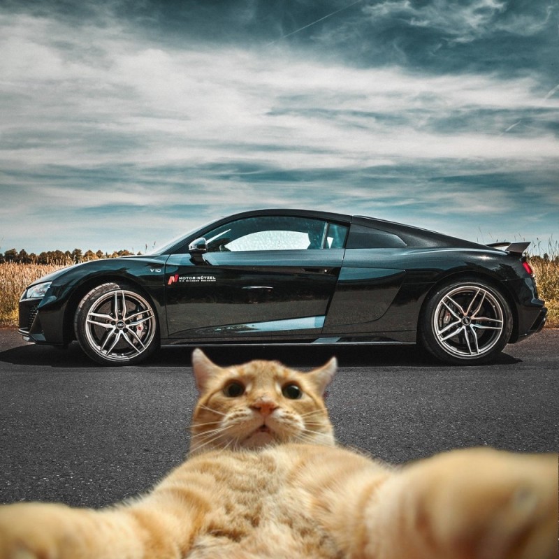 Создать мем: кот на фоне бмв, машина кот, селфи кота с бмв