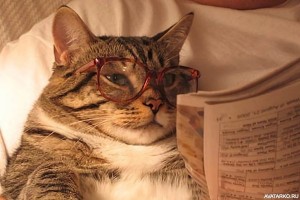 Создать мем: кот ученый, Кошка, кот