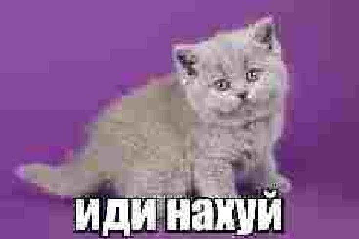 Создать мем: лиловые британские котята, кошка британская, британская короткошёрстная кошка