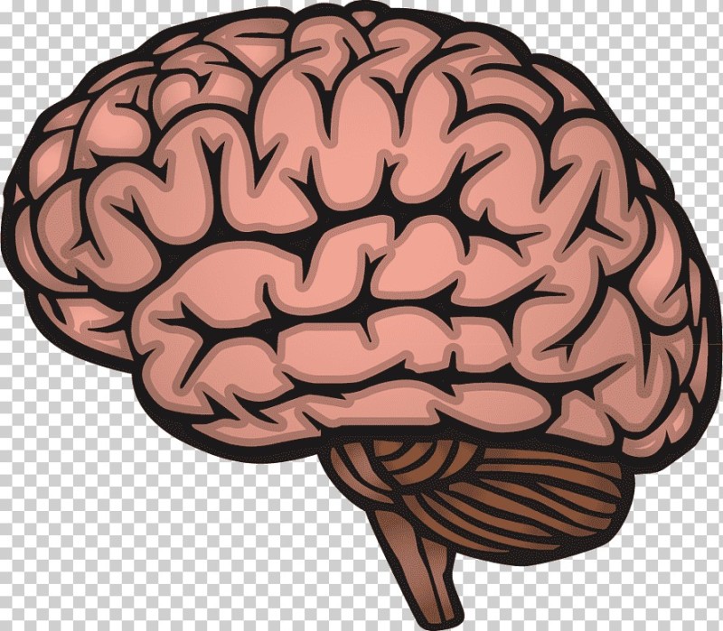 Создать мем: мозг человека рисунок, мозг рисунок мультяшный, конечный мозг