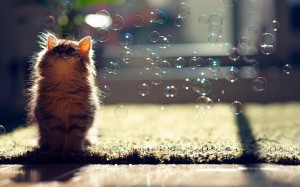 Create meme: kitten, cat with soap bubbles, picture with soap bubbles beautiful