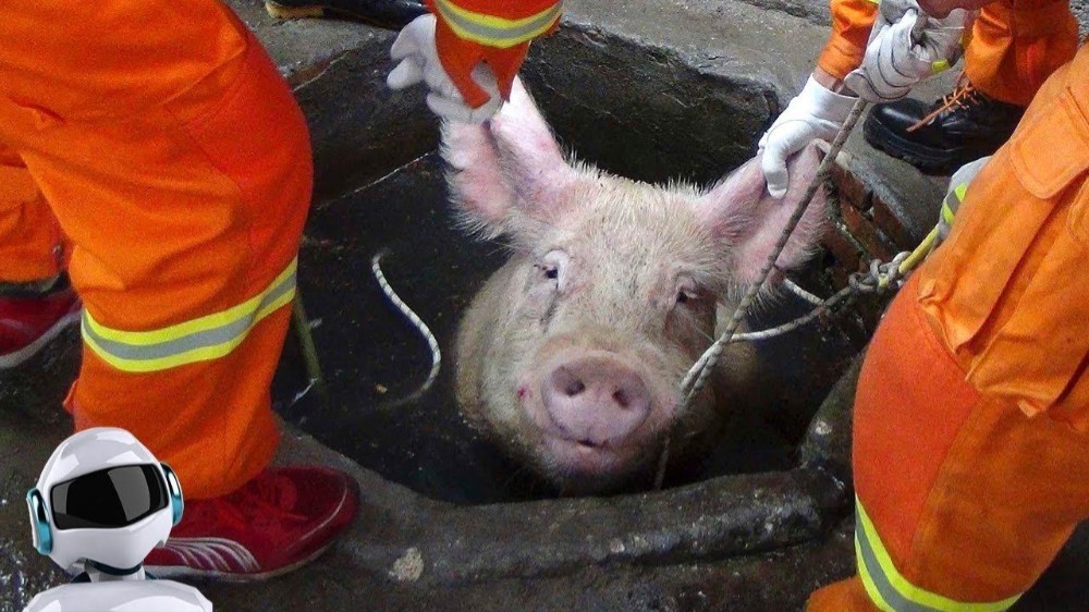 Создать мем: свинья спасатель, свинья перед опоросом, мчс спасает животных