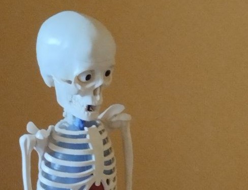 Create meme: human skeleton, human skeleton , model of human skeleton