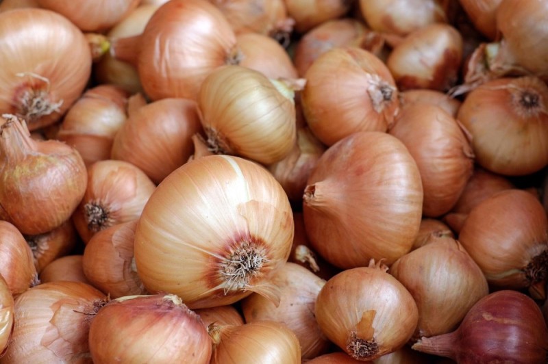 Create meme: onion onion, Stuttgart riesen, onion sevok