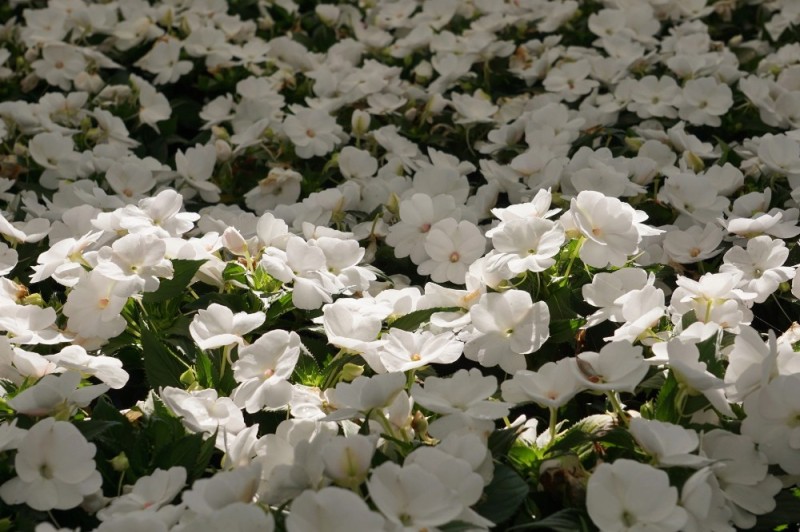 Create meme: viola is white, white balsam, petunia capella white