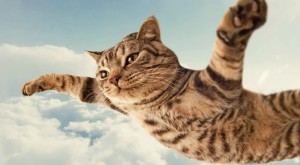 Create meme: flying cat, cat funny, flying cat