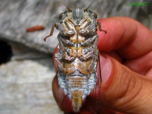 Create meme: Cicada insect, fly Cicada, Cicada common
