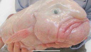 Создать мем: глубоководная рыба капля семейства, рыба-капля (blobfish), психролютовые рыба капля