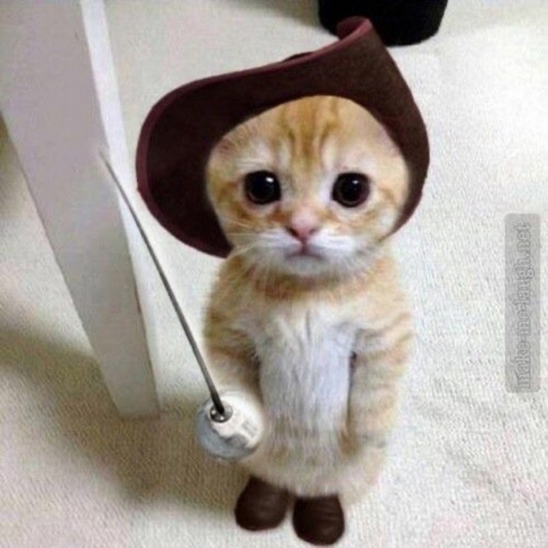 Create meme: cat , puss in boots meme, cute cats 