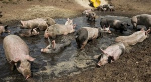 Create meme: breeding pigs, swine fever, dirty pig