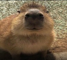 Create meme: funny animal faces, a pet capybara, rodent capybara