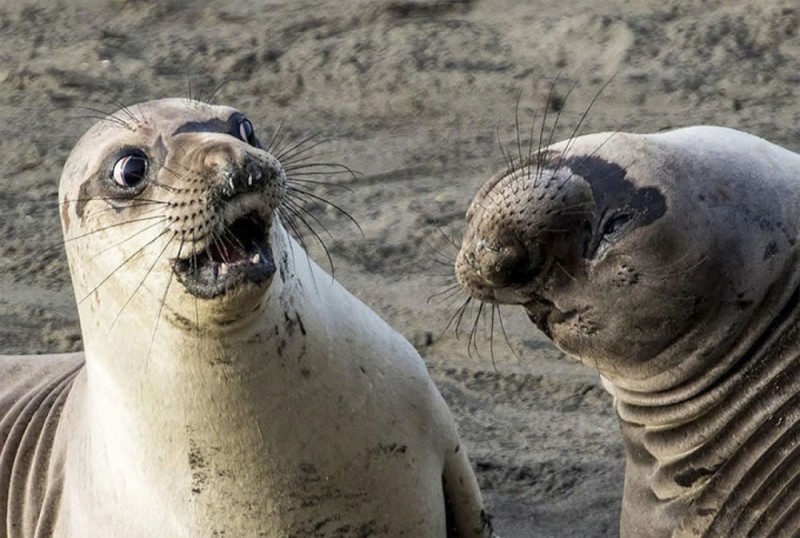 Create meme: seal with hands meme, elephant seal, marine seal