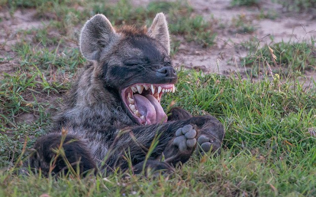 Create meme: hyena , hyena muzzle, the neighing hyena