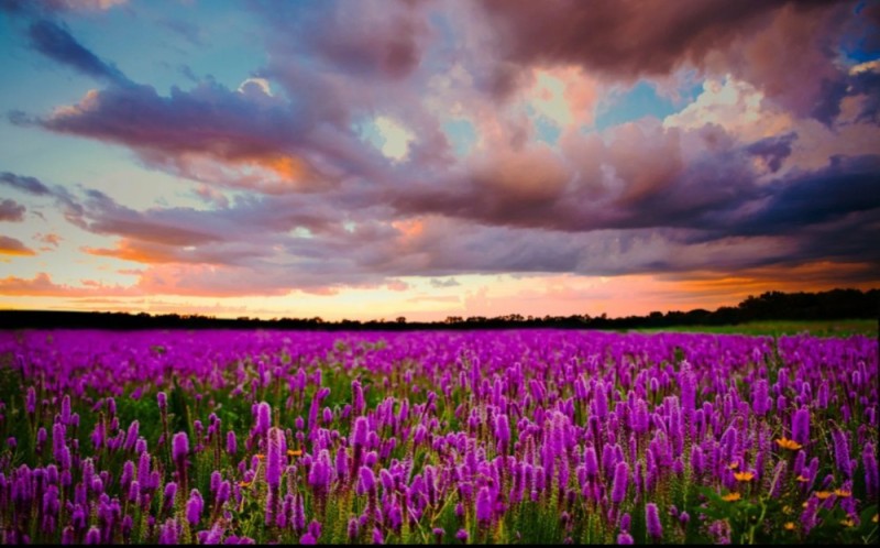 Создать мем: цветы лиловые, поле с фиолетовыми цветами, цветы поле