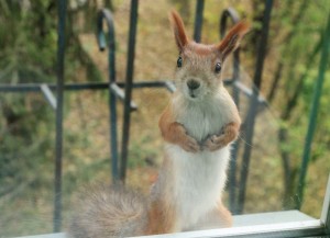 Create meme: squirrel in the Park, proteins, squirrel