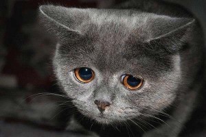 Создать мем: Кошка, плачущий котик картинки, грустный кот