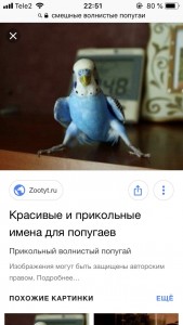 Создать мем: попугайчики, брачный период у попугаев волнистых, волнистый попугайчик