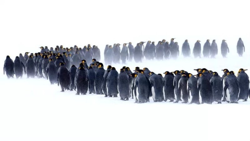 Create meme: penguin , penguins penguin, penguin migration in Antarctica