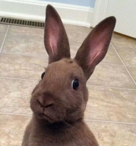 Создать мем: bunny, карликовый кролик, кролик