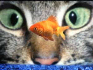 Создать мем: рыбки, рыба кошка, кот с рыбой смешные картинки