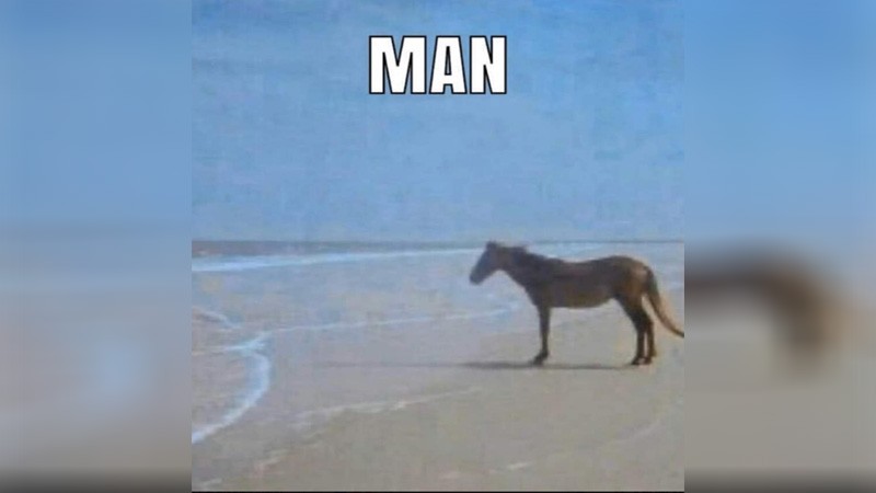 Create meme: horse , because the horse, horse meme 