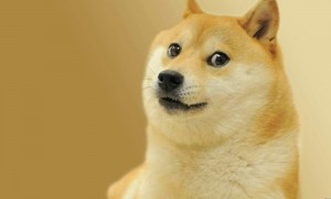 Create meme: doge dog, Shiba inu dogs