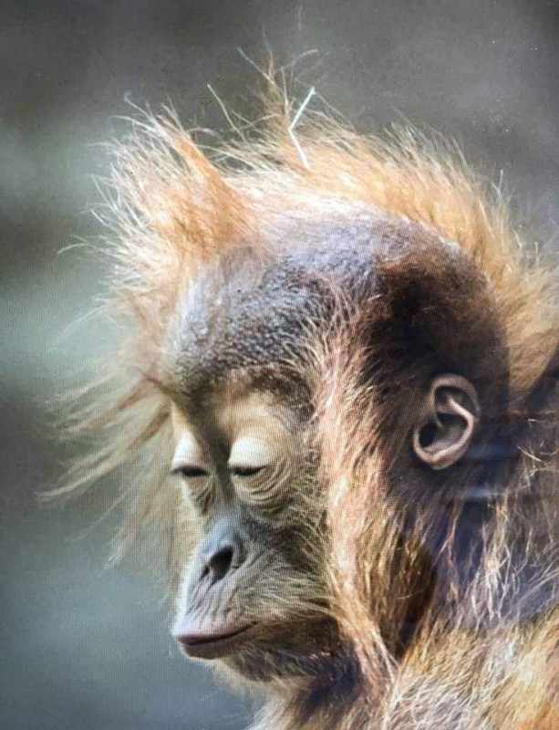 Create meme: funny monkey , Orangutan forest man, Good morning monkey