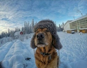 Создать мем: погода на неделю в новокузнецке, пес в шапке ушанке, моя собака