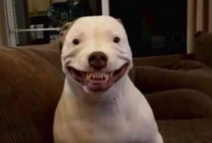 Создать мем: улыбающаяся собака, питбуль мем, собака улыбка