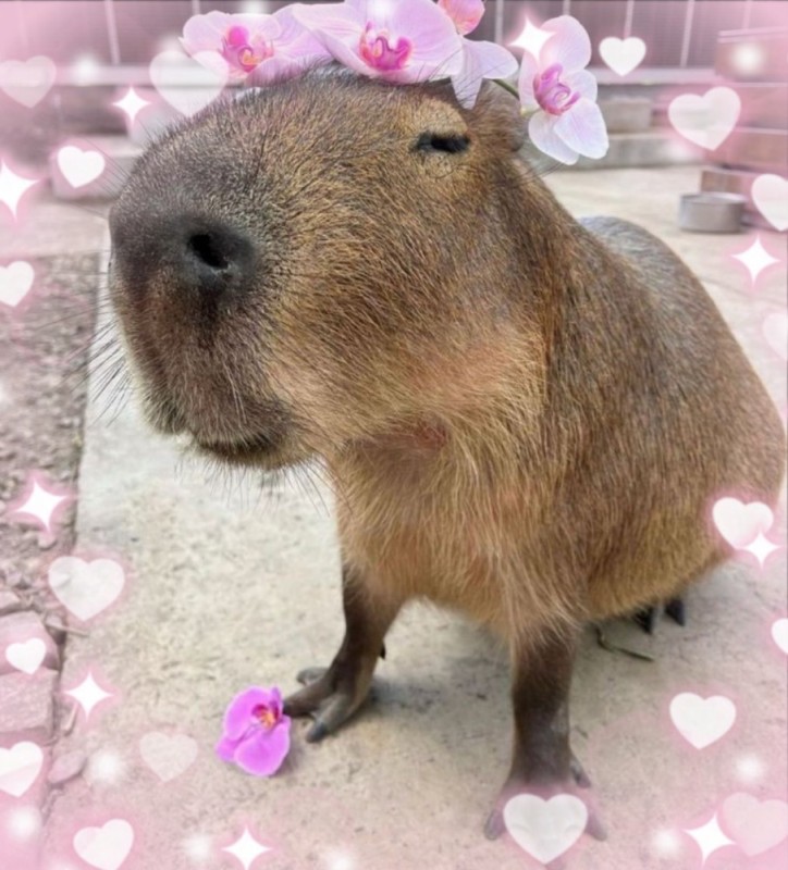 Create meme: the capybara , a pet capybara, cute capybara