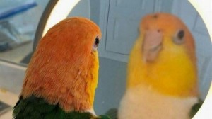 Create meme: memes with parrots, parrot in the mirror meme