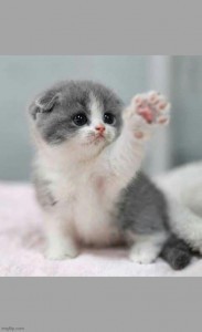 Create meme: cat, cute kittens, very cute kittens