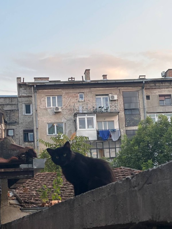 Создать мем: уличная кошка, чёрная кошка в доме, черный кот