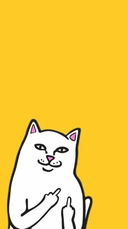 Create meme: cat fak, cat shows FAK, cat with a torch wallpaper