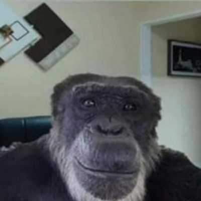 Создать мем: шимпанзе мем, обезьяна улыбается мем, мем горилла