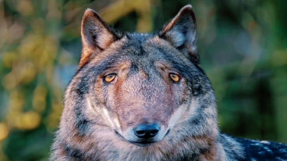 Create meme "wolf grey, wolf , the muzzle of a wolf" .