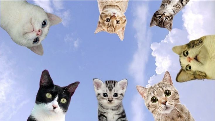 Create meme: cat , cat , cat sticker